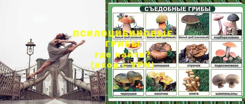 Псилоцибиновые грибы Psilocybine cubensis  Нарткала 